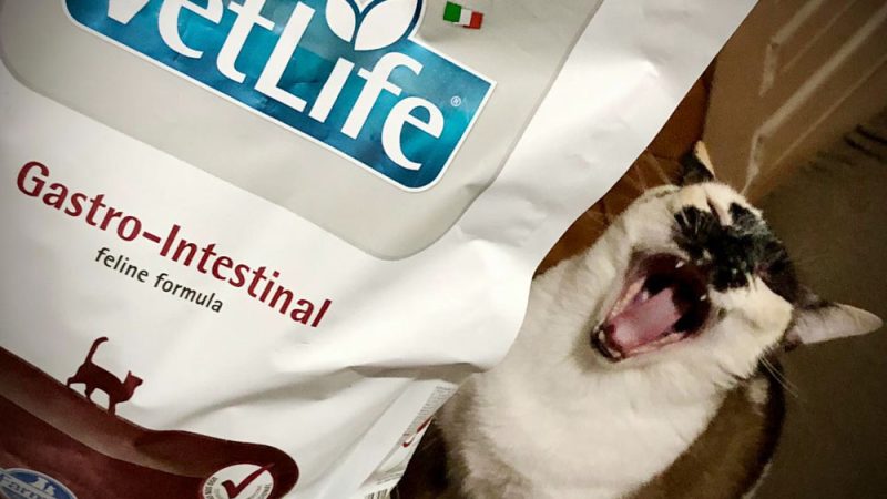 Saúde Felina: O que é ração gastrointestinal e quando oferecer ao seu gato