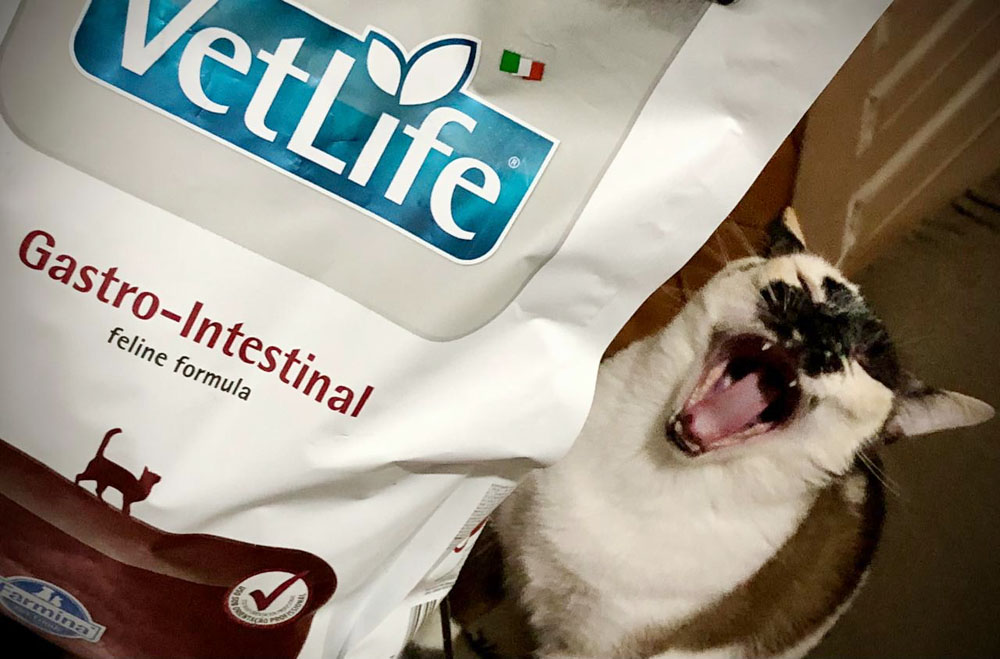 Saúde Felina: O que é ração gastrointestinal e quando oferecer ao seu gato