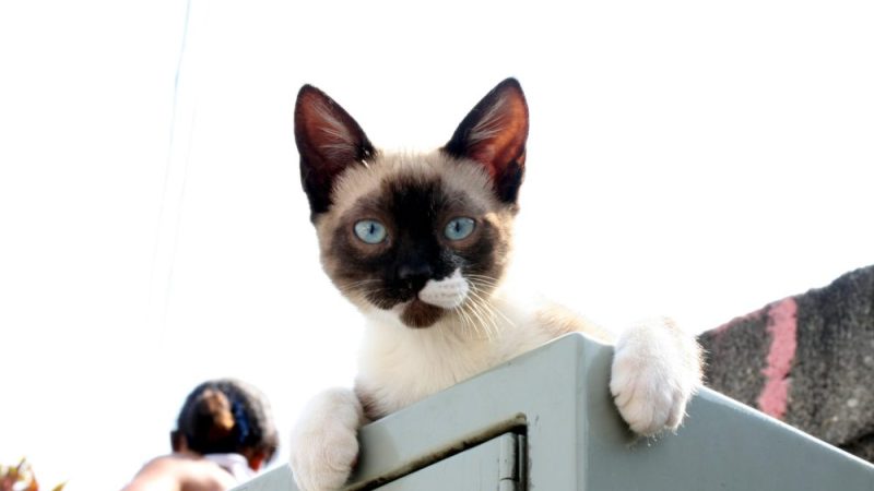 Governo lança RG para cães e gatos: conheça o novo sistema SinPatinhas