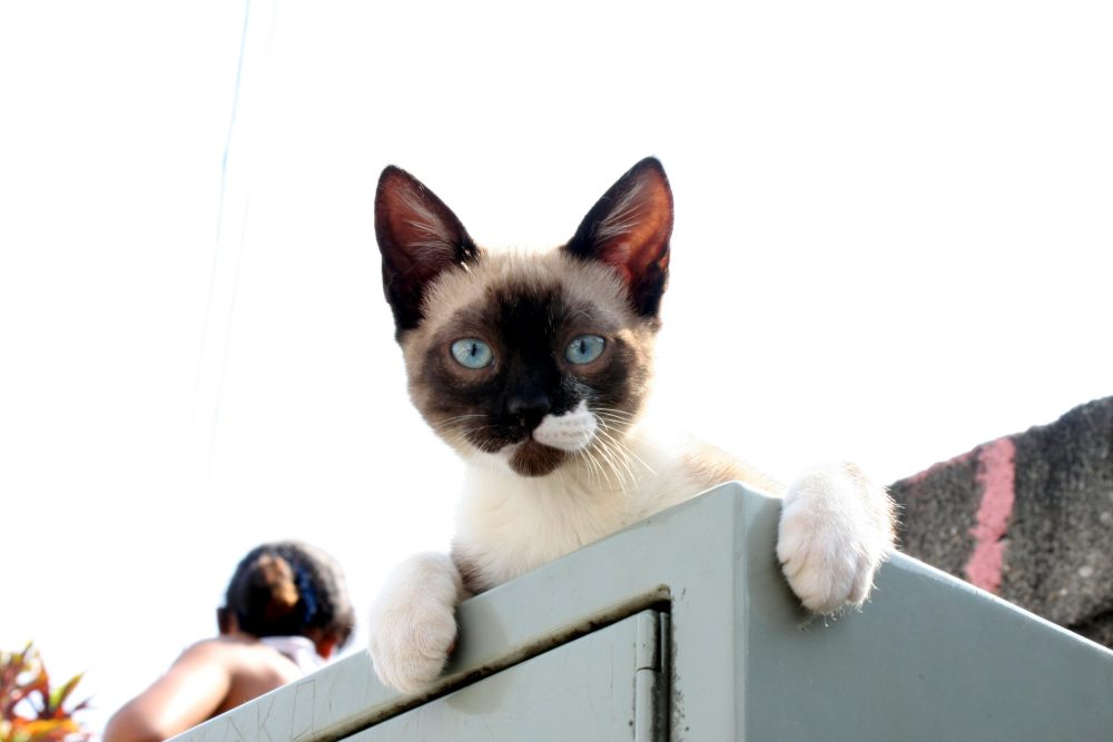 Governo lança RG para cães e gatos: conheça o novo sistema SinPatinhas