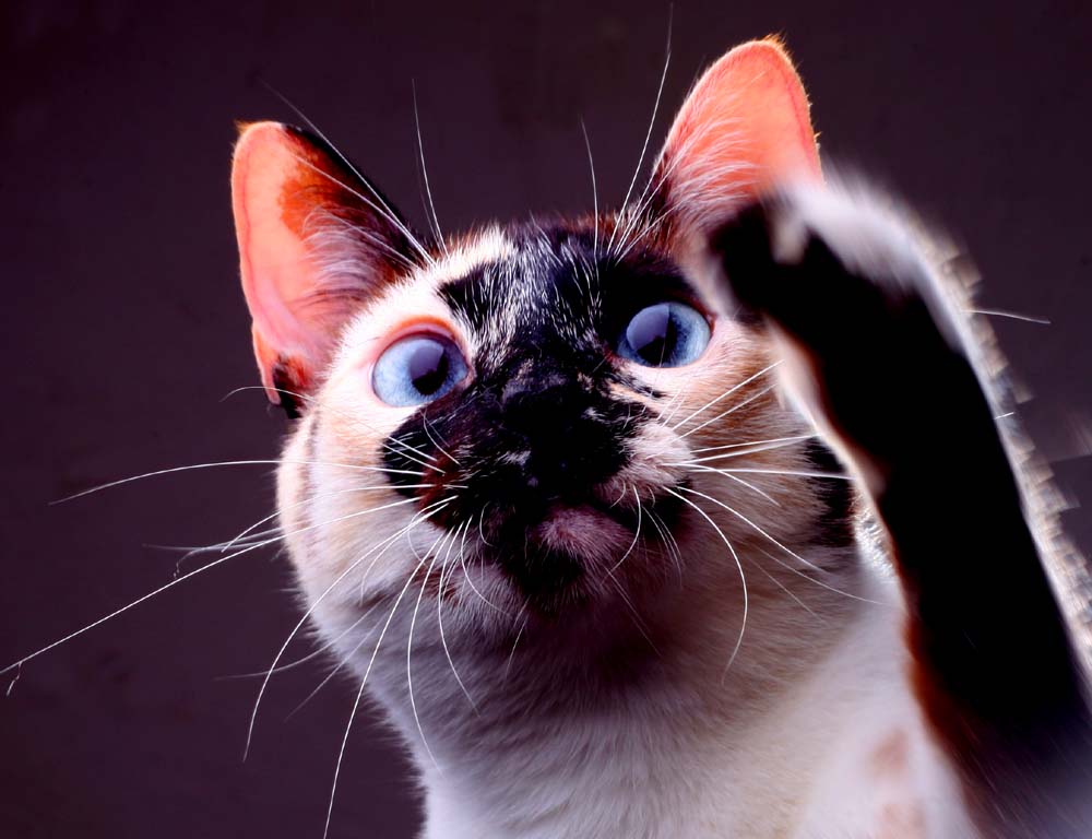 Saúde e Bem-Estar dos Pets: Cuidados Essenciais para uma Vida Longa e Feliz