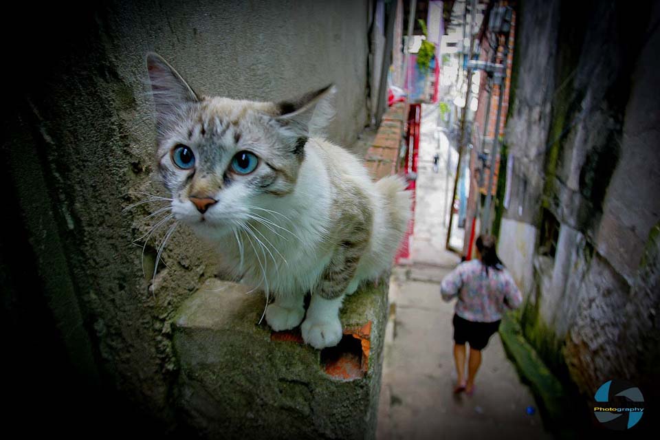 Gato em viela na zona Sul da cidade de São Paulo, SP