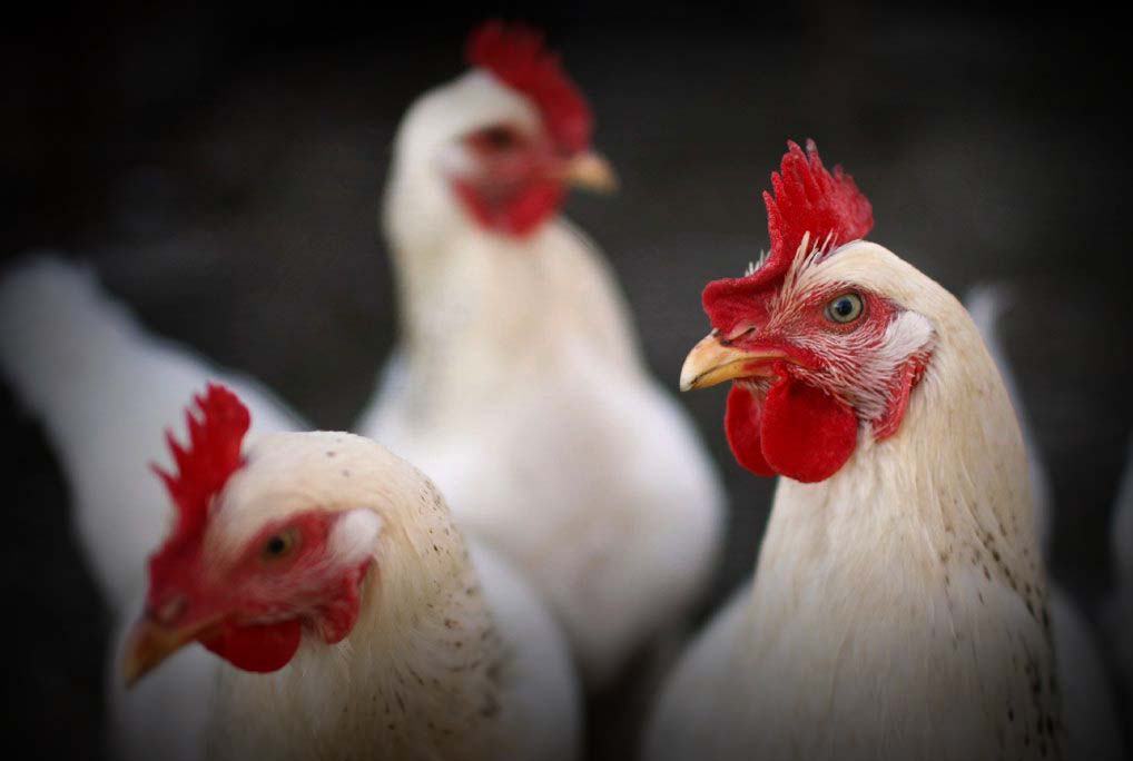 Gripe Aviária: Brasil confirma casos e acende alerta nacional