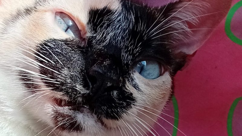 Gatos Também Pegam Resfriado: Saiba Identificar os Sintomas e Quando Procurar um Veterinário