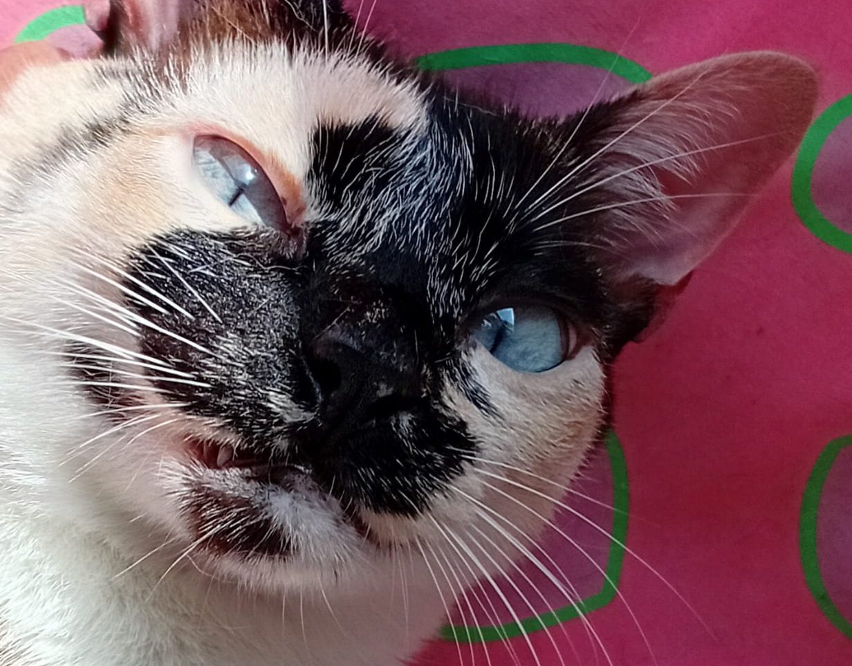 Gatos Também Pegam Resfriado: Saiba Identificar os Sintomas e Quando Procurar um Veterinário