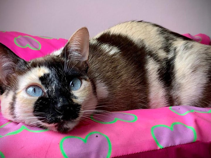 Gatos aquecem mercado pet