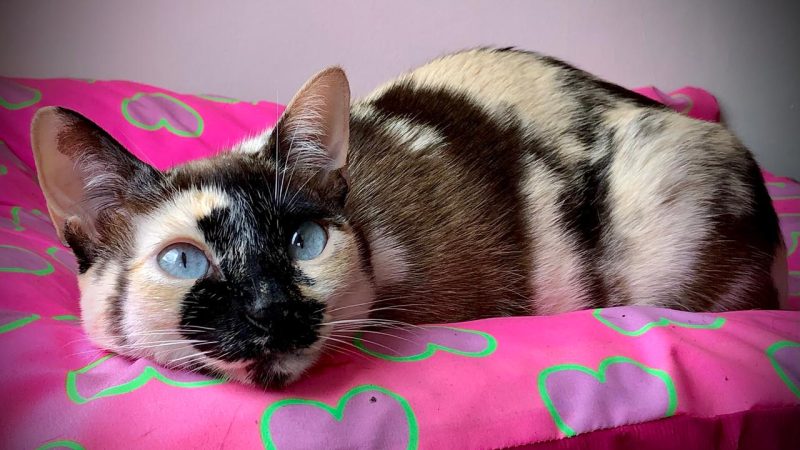 Gatos aquecem mercado pet