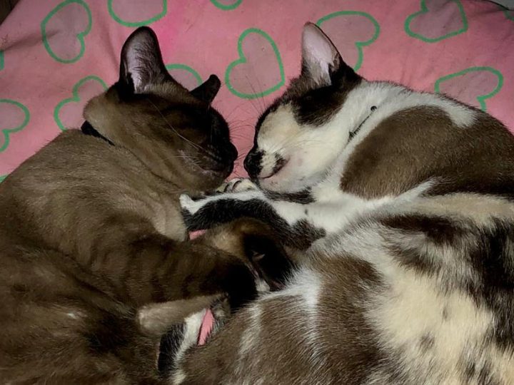 Entre Ronrons e Silêncios: Quando os Gatos Viram Companhia para a Alma