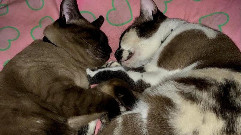 Entre Ronrons e Silêncios: Quando os Gatos Viram Companhia para a Alma