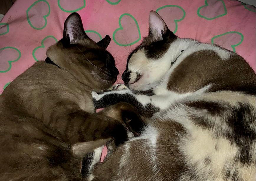 Entre Ronrons e Silêncios: Quando os Gatos Viram Companhia para a Alma